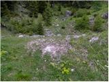 Koprivna (Kumer) - Velika glava (Peca)